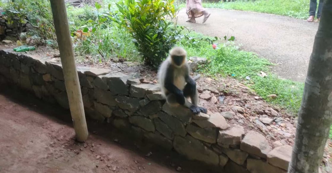 grey-langur-kanamvayal-kannur The villagers named the grey langur Raman. Photo: Special arrangement