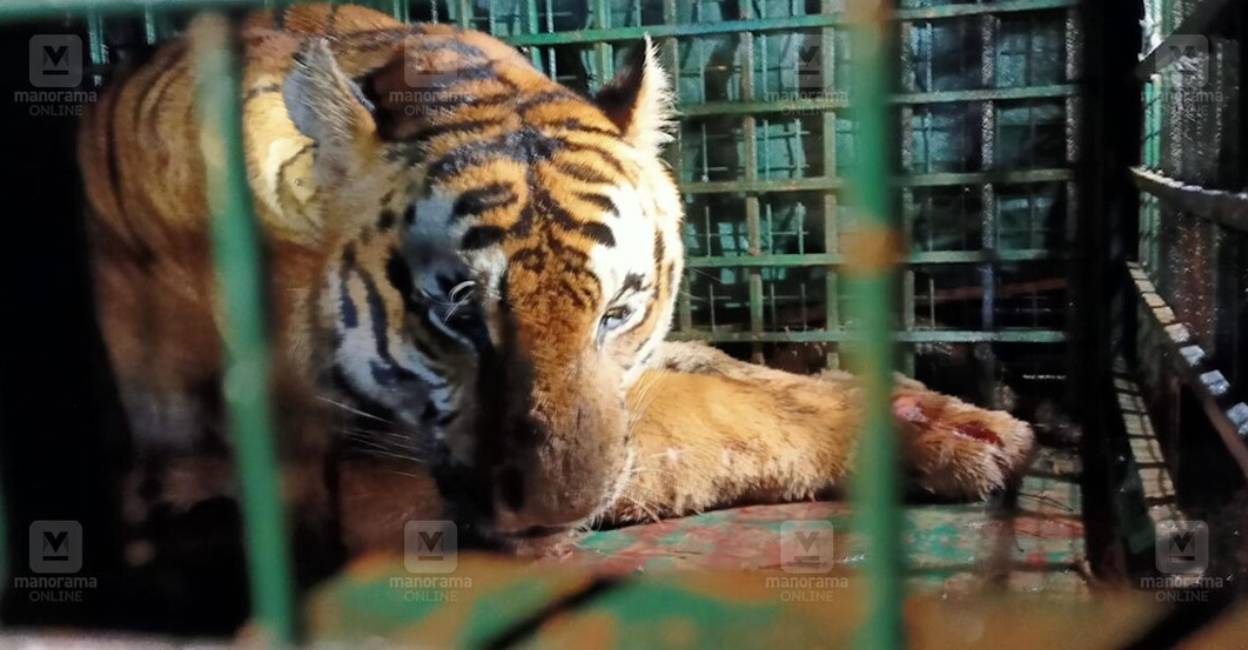 The tiger was caught in the cage trap on Sunday night. Photo: Manorama