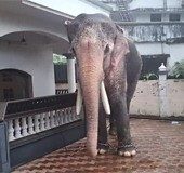 Elephant does a safari in Thrissur city as mahout lets it loose, causes traffic snarl
