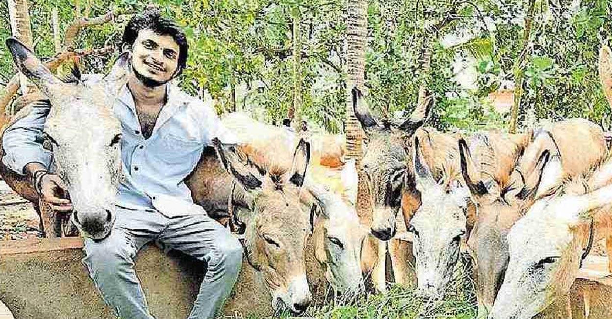Yadu-Krishnan-ls As each donkey yields only 300-500 ml of milk once a day, it is stored in a freezer until the quantity becomes 300 litres. Photo: Manorama.