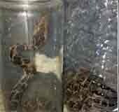 In this village in Kannur, people live in fear of snakes