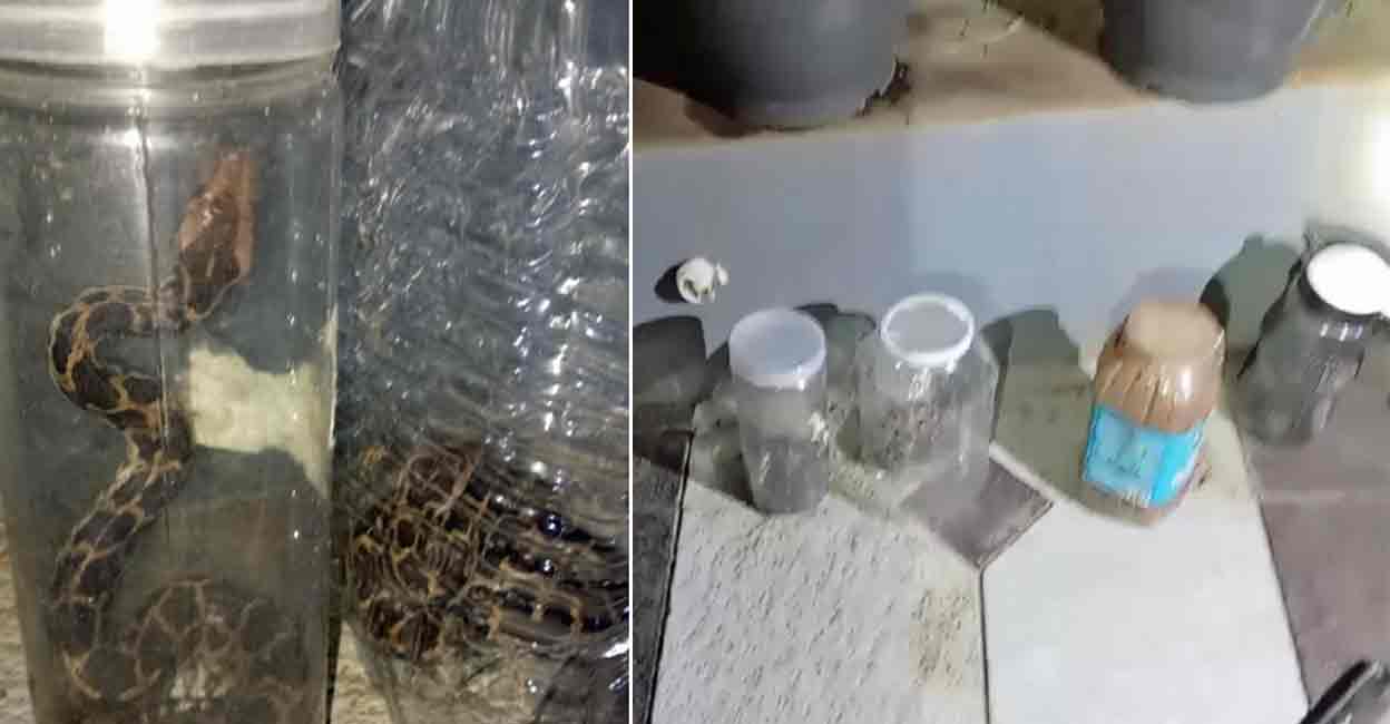 Snakes found in Kayaralam Motta, Mayyil Panchayat in Kannur.  Photo: Special arrangement