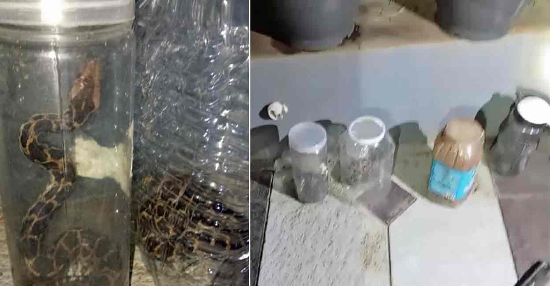 Snakes found in Kayaralam Motta, Mayyil Panchayat in Kannur.  Photo: Special arrangement