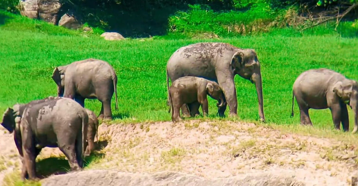 A female elephant herd in Munnar. Photo: Special arrangement