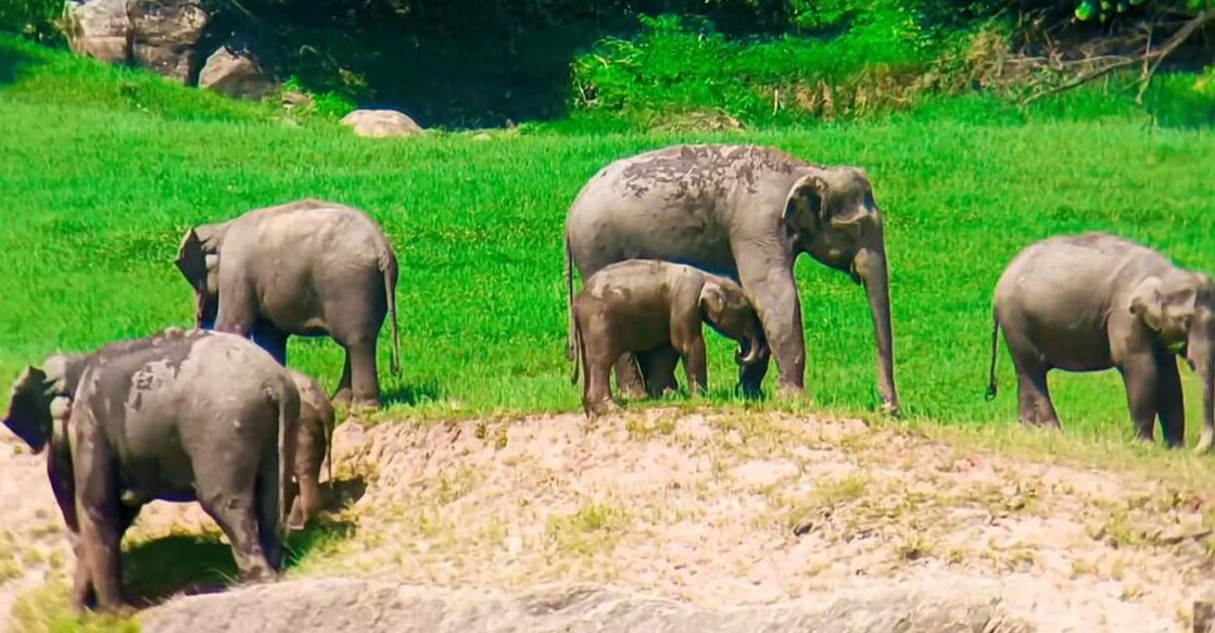 A female elephant herd in Munnar. Photo: Special arrangement