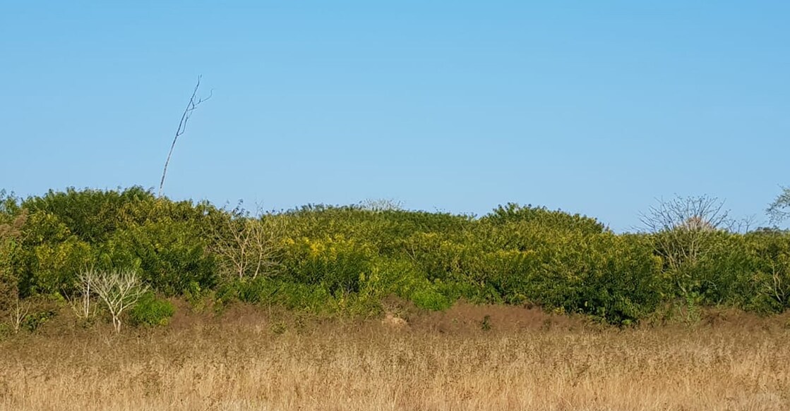The state government has cleared the proposal to allow KPPL to be part of the Senna eradication mission by uprooting the trees. Photo: Special Arrangement.
