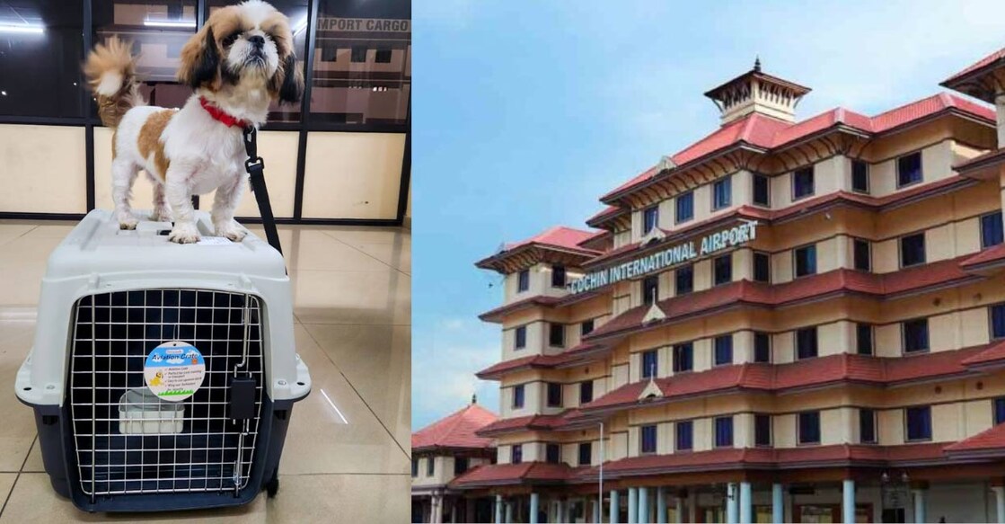 Luka, seen waiting for the flight at CIAL cargo. Photo: Special arrangement