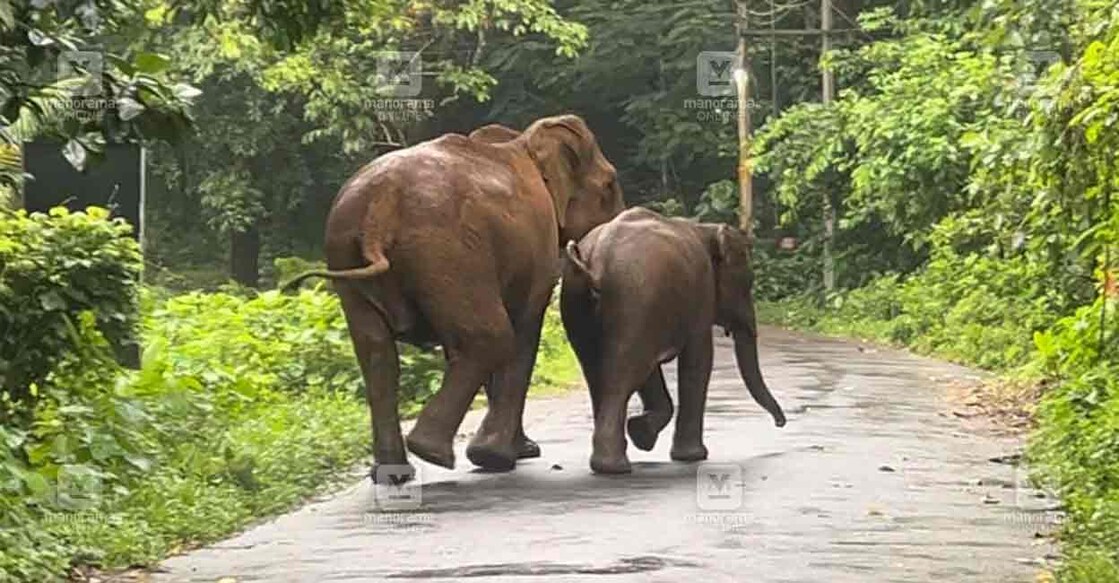 Mother elephant walks away with calf after rescuing it from a well in Malayattoor. Photo: Manorama