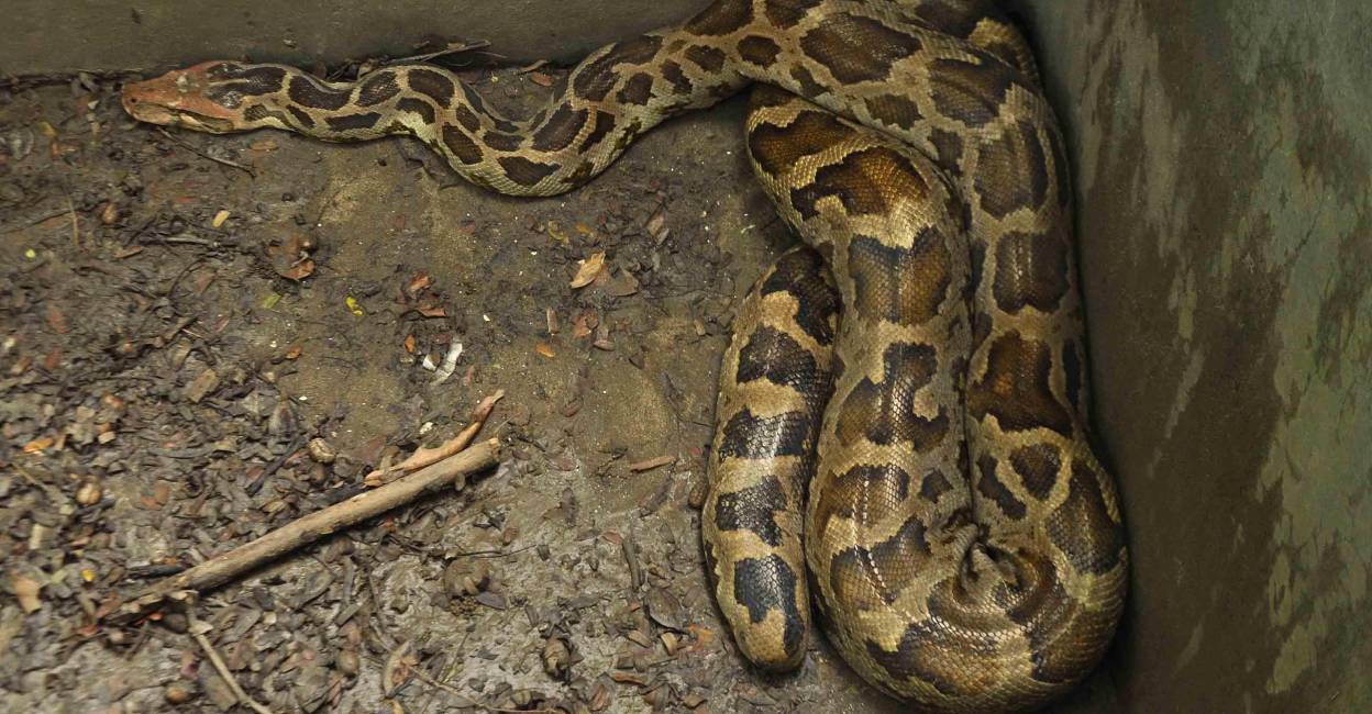 python-kasaragod Forest Department rescued a python snake which is 8ft and 20kg from Diamond Harbour at Deer Park Salt Lake in Kolkata on Oct 6, 2014. | Photo: Kuntal Chakrabarty/IANS