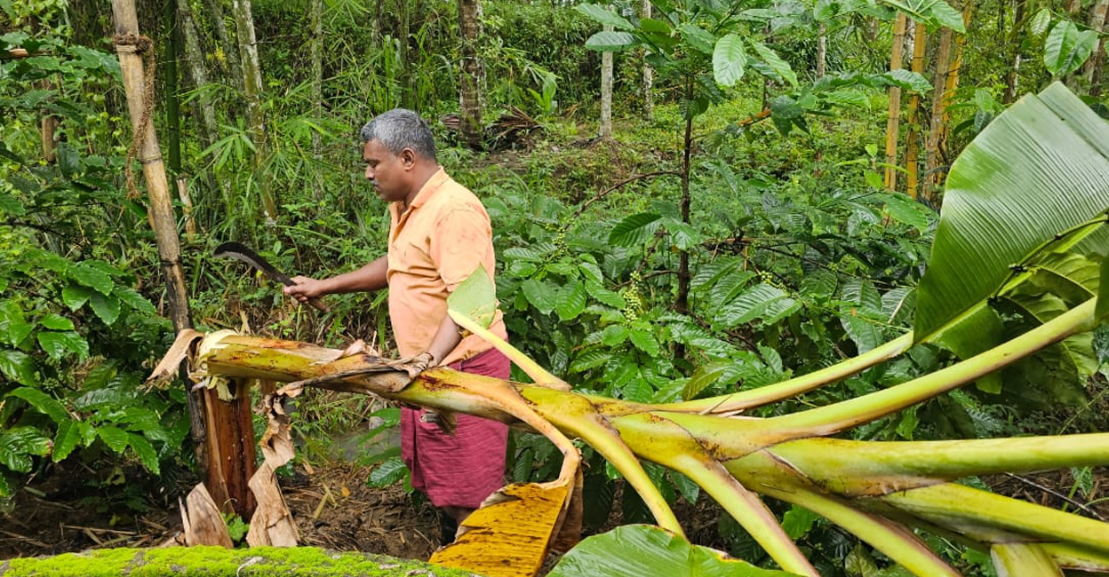 Sherin Kurichiath, a native of Cheengode, Nadavayal, cutting down his plantain crop. Photo: Special Arrangement.