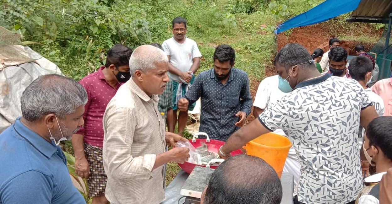 A fish farmer, Chandran TV, selling tilapia from his bio floc farm in East Eleri Gram Panchayat in Kasaragod. File Photo: Special Arrangement.