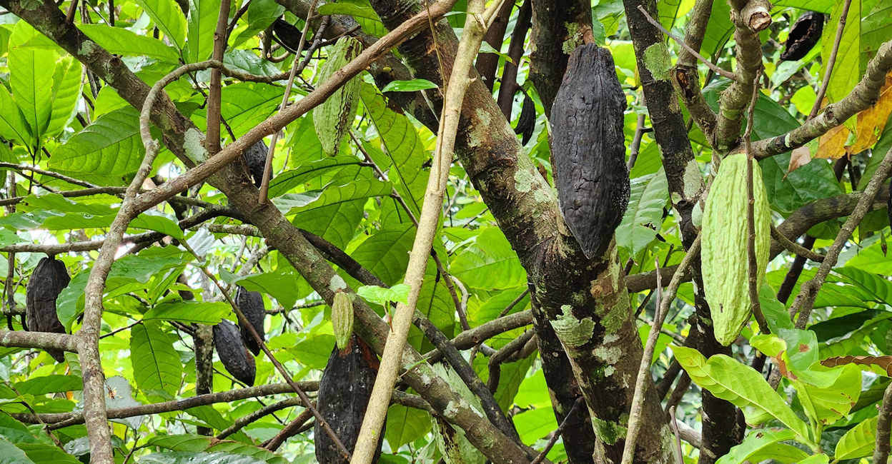 A fruit infected with black fungal disease. Photo: Special Arrangement.