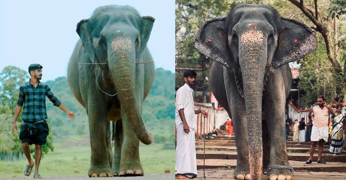 The touching tale of the bond between Kaveri and her owner Mohammed Shimil has struck a chord with animal lovers, chronicled through brief videos on YouTube and Instagram. Photo: Special arrangement. 