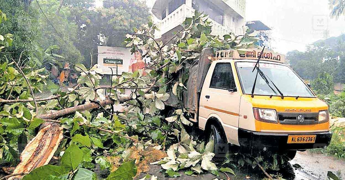 angamaly-van Teak tree falls on pickup van in Angamaly. Photo: Manorama