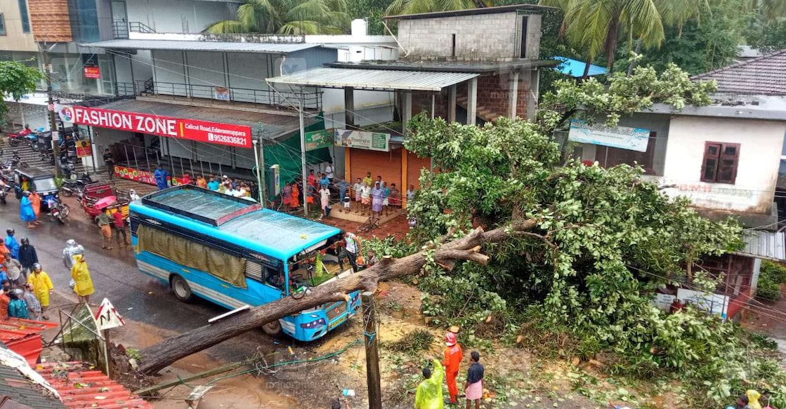 tree_bus_rain tree_bus_rain
