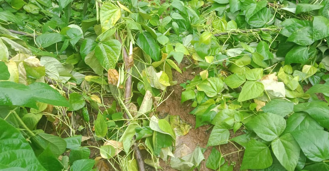 vattavada farmers The heavy rain and wind caused the bean plant to break. Photo: Special Arrangement.