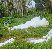 White foam rises in Kozhikode stream, fish found dead