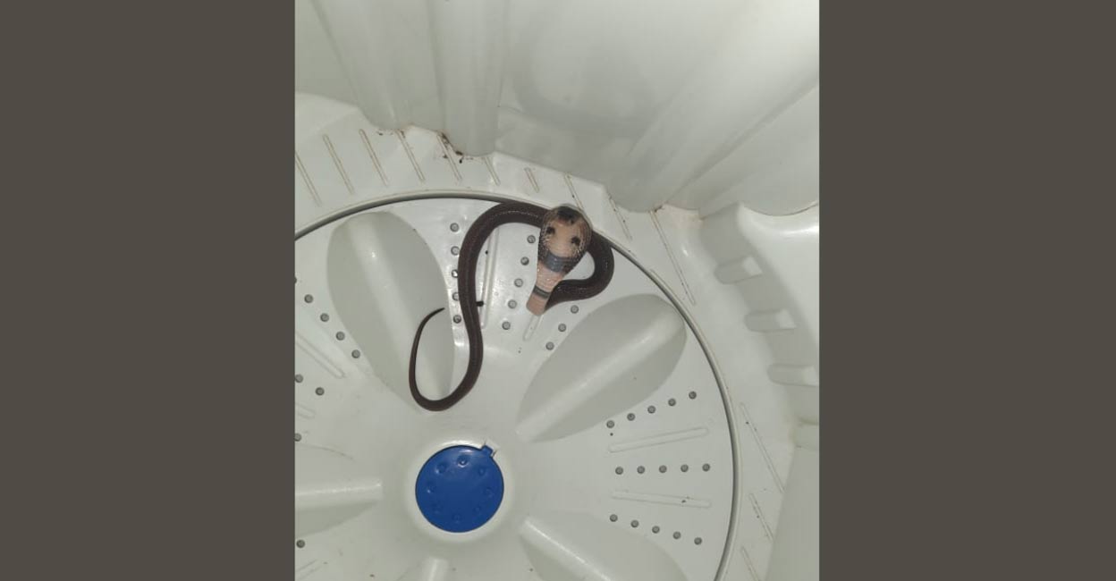 The rescued snake was later freed to its natural habitat. Photo: Special arrangement. 