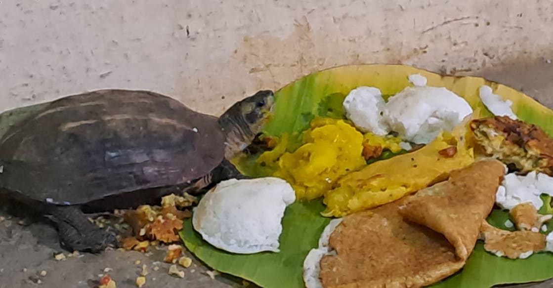 thrissur-turtle-hotel-ls For the past eight months, seven turtles have been arriving after 7 pm every day, enjoying a hearty meal at Santosh's hotel. Photo: Special arrangement.