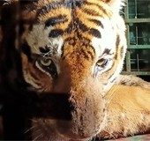 Ailing tiger stuck in trap cage in Wayanad, no space at animal hospice