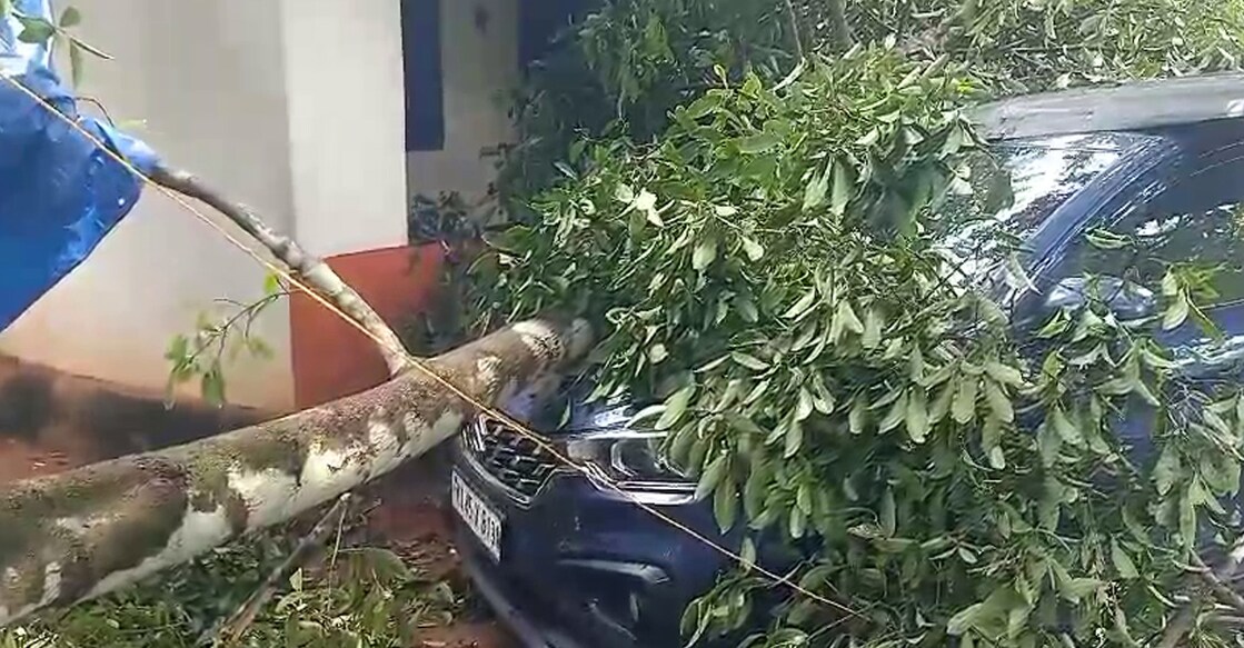 A tree that fell on a car here. Photo: Special Arrangement.