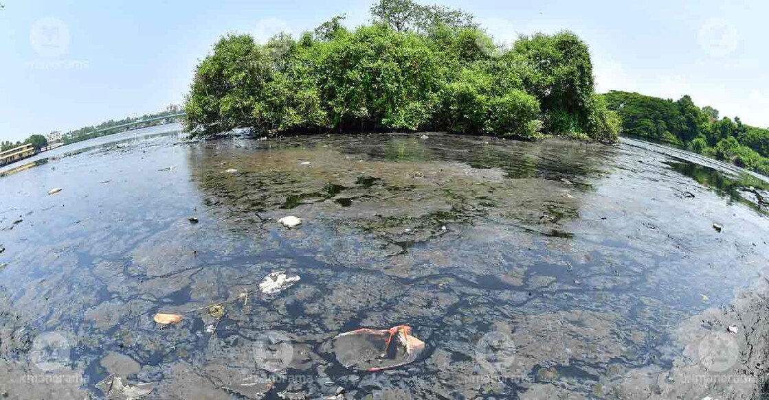 Polluted waters of Ashtamudi Lake. File photo: Aravind Bala/Manorama