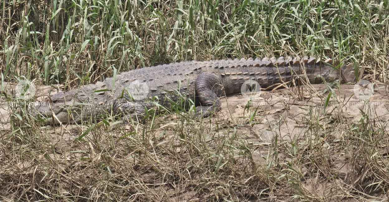 The crocodile spotted at Chekkalloor near Panamaram in Wayanad. Photo: Special arrangement