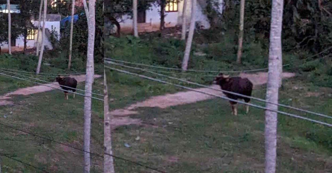 Wild gaur spotted at Kurakkode ela at Velloor ward in Andoorkonam panchayat. Photo: Special arrangement