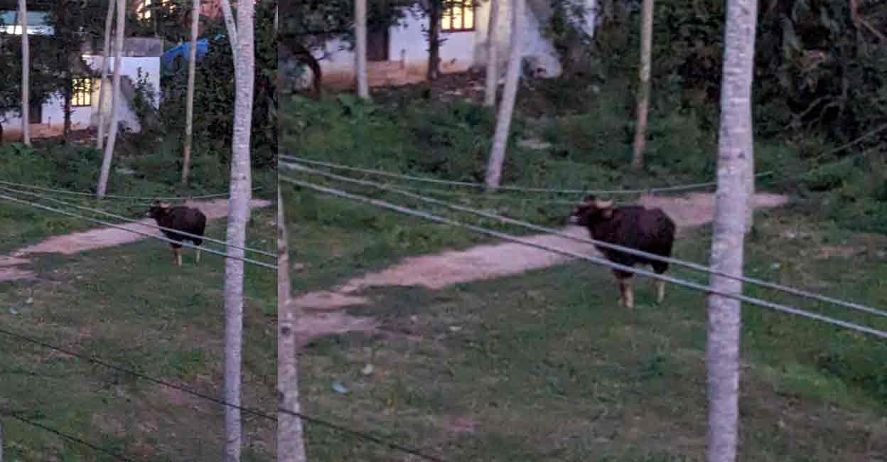 Wild gaur spotted at Kurakkode ela at Velloor ward in Andoorkonam panchayat. Photo: Special arrangement
