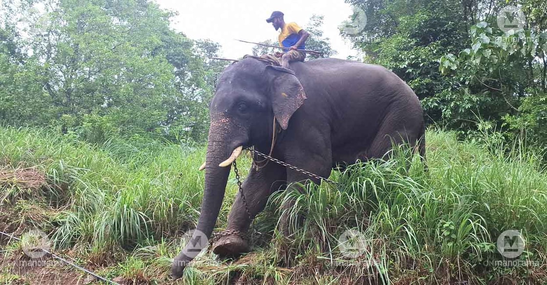 Kumki elephant Unnikrishnan used for patrolling in the jungle hamlet of Muthumari. Photo: Special arrangement