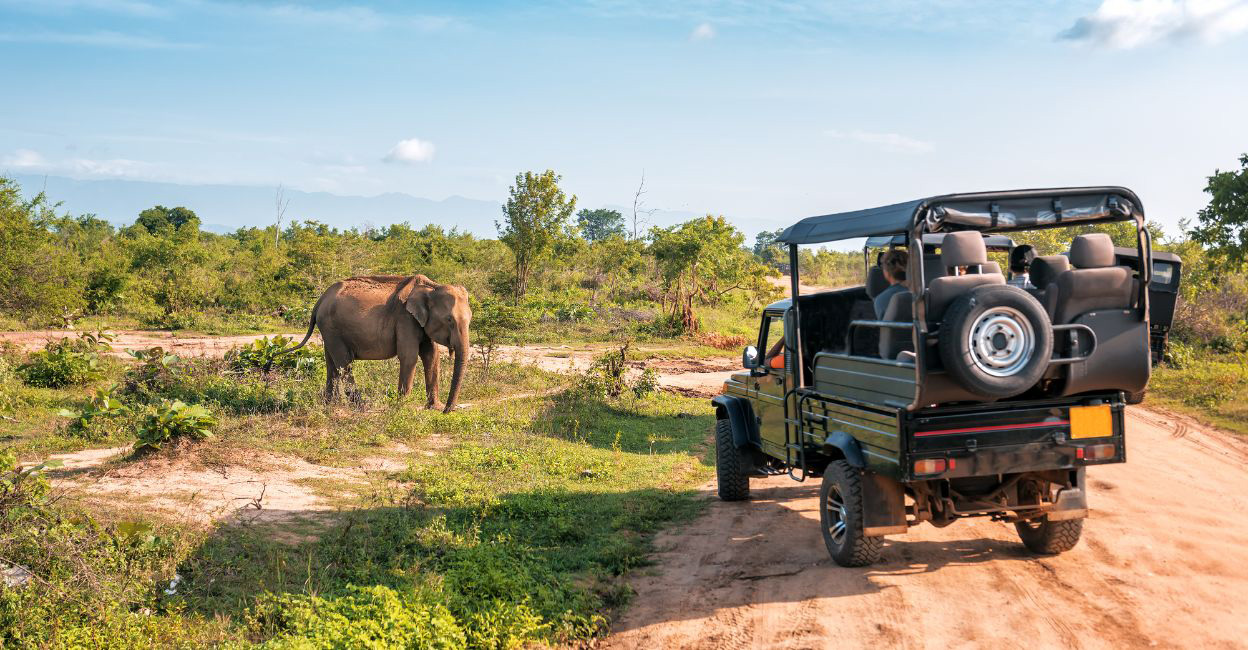 safari park Representational image. Photo: Canva