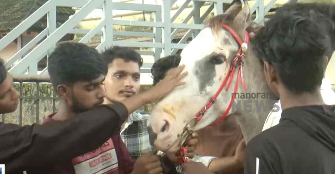 horse-kollam Photo: Screengrab/Manorama News