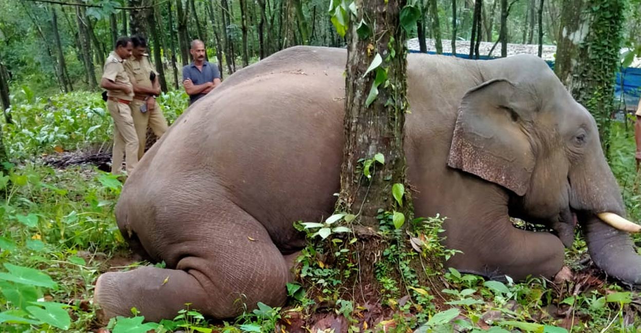 The region was under frequent raids by elephant herds, causing significant damage to crops. Photo: Special arrangement. 