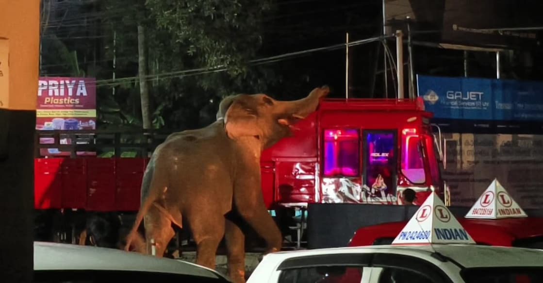 thrissur elephant The elephant walked from Thangamani to Kokkalla Junction, becoming aggressive at several points along the way. Photo: Special Arrangement.