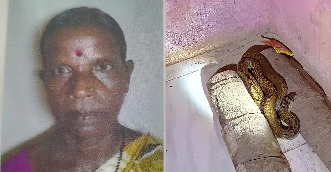 Tribewoman death Chomu (64), the snake that bit Chomu. Photo: Special Arrangement