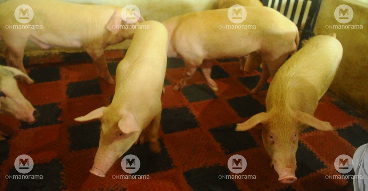 Representational Image: Manorama