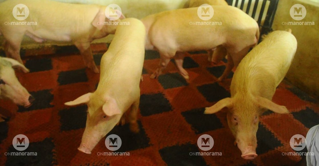 african-swine-fever-pigs Representational Image: Manorama