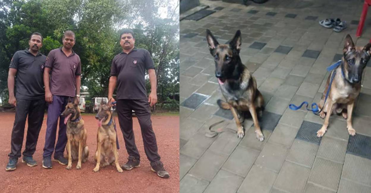 Maya and Murphy are specially trained to detect human remains underground. Photo: Special Arrangement