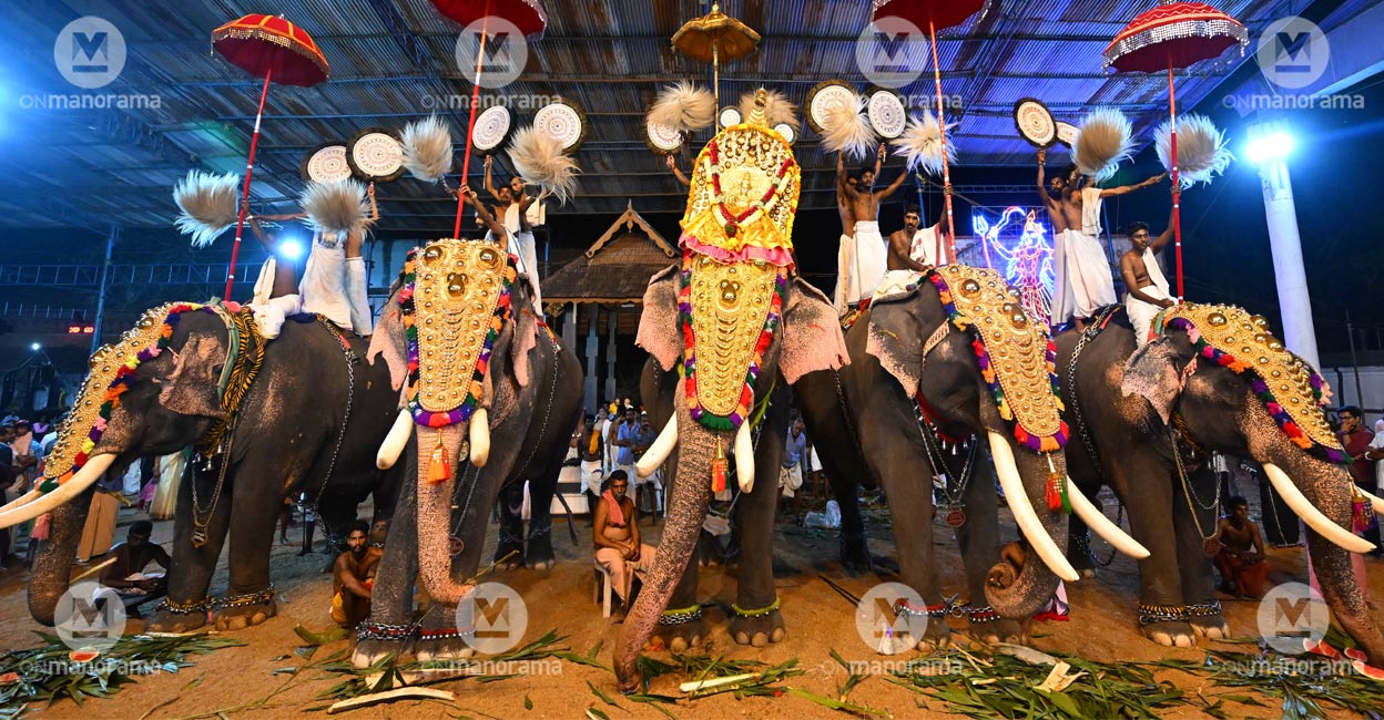 Amicus Curiae proposes strict restrictions for elephant parading in state