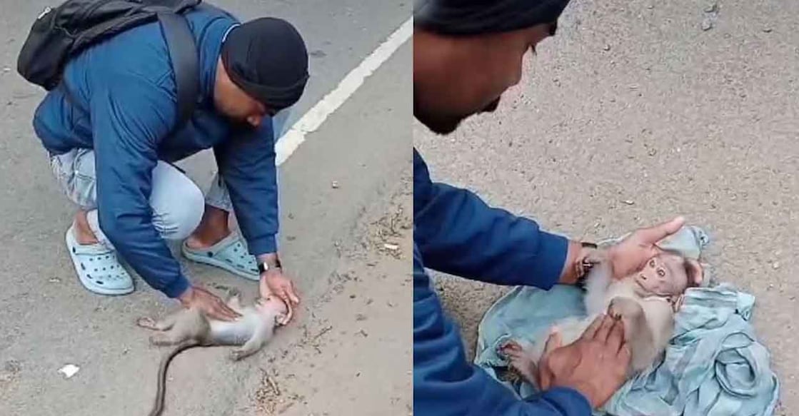 Aneesh administers CPR on the monkey. Photo: Special arrangement.