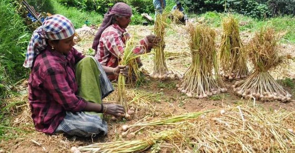 kanthalloor-garlic.jpg Garlic is sold at Rs 400 to 450 per kg at Kanthalloor market. Photo: Special Arrangement