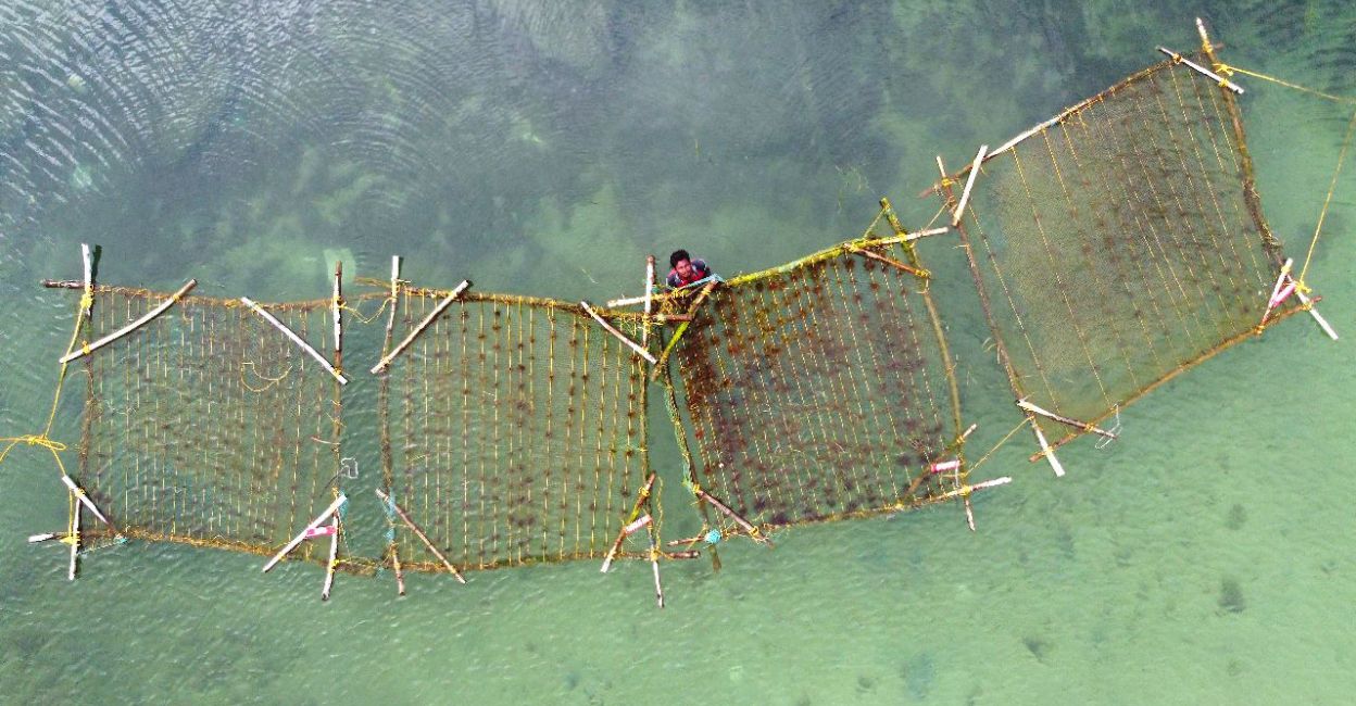 The Mandapam Regional Centre of CMFRI will serve as a hub for research, development, training and capacity building in seaweed cultivation. Photo: Special Arrangement