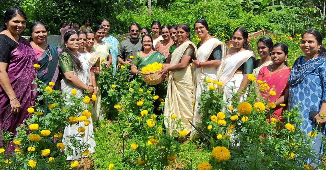 Ulliyeri Gramapanchayat President Ajitha C inaugurated the marigold harvest. Photo: Special arrangement. 