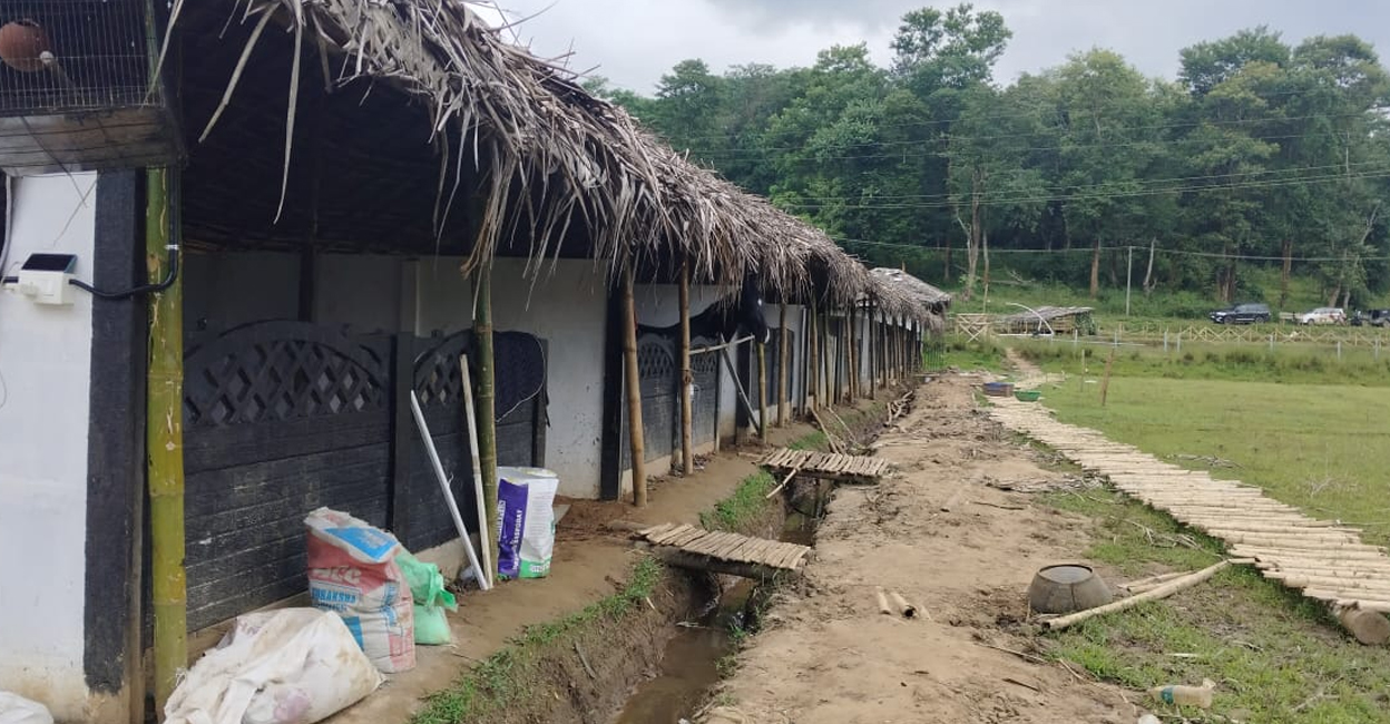 The stable for horses at the stud-farm in the paddy field at Chekadi near Pulppalli, Wayanad. Photo: Special Arrangement