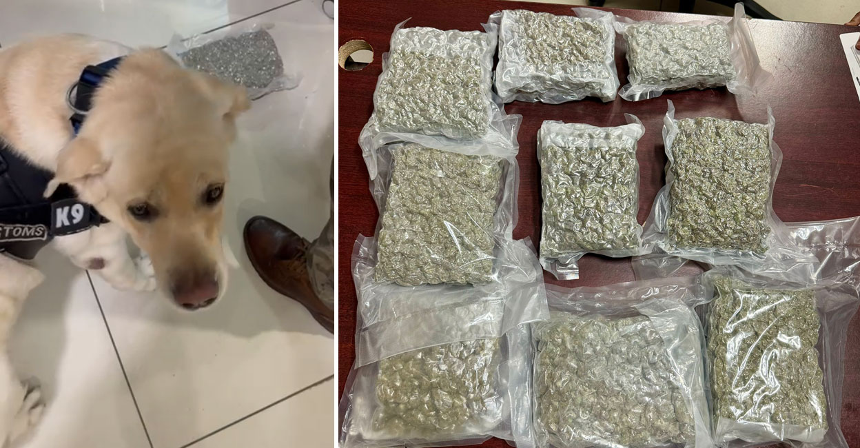 Cochin Customs K9 member Janu inspects the seized ganja (right) at the Nedumbassery Airport. Photos: Special arrangement