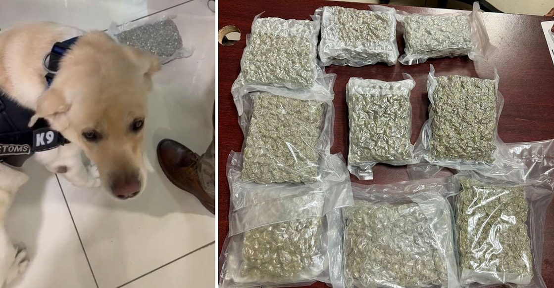 Cochin Customs K9 member Janu inspects the seized ganja (right) at the Nedumbassery Airport. Photos: Special arrangement