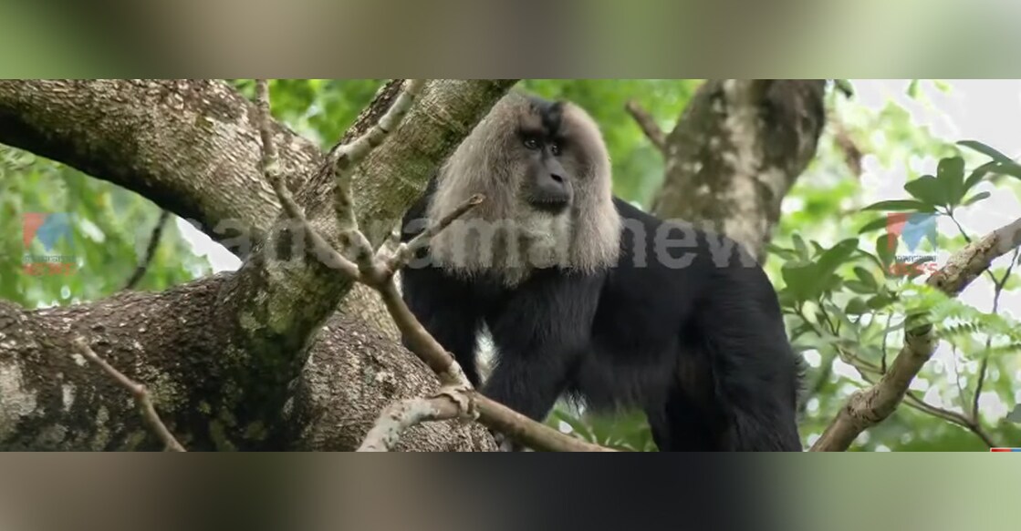 The zoo-keepers are now trying to lure them back to the enclosure by placing food under the tree. Photo: Screengrab/Manorama News