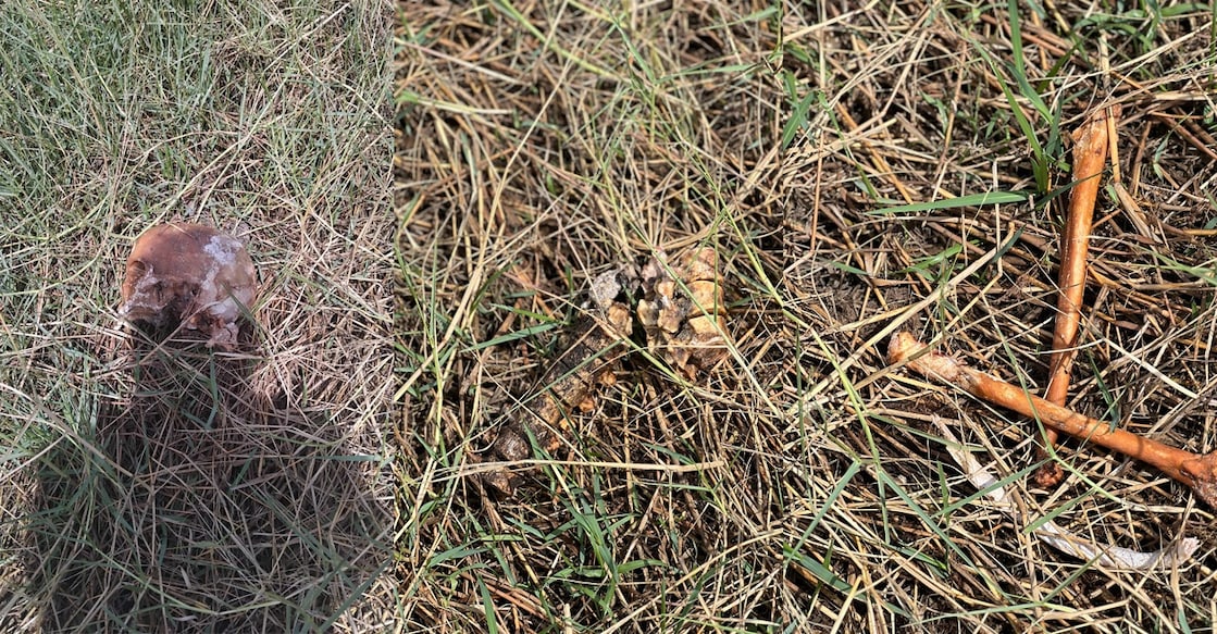 Thrissur Skull and Bone Skeletal remains found in paddy field in Thrissur. Photo: Special Arrangement