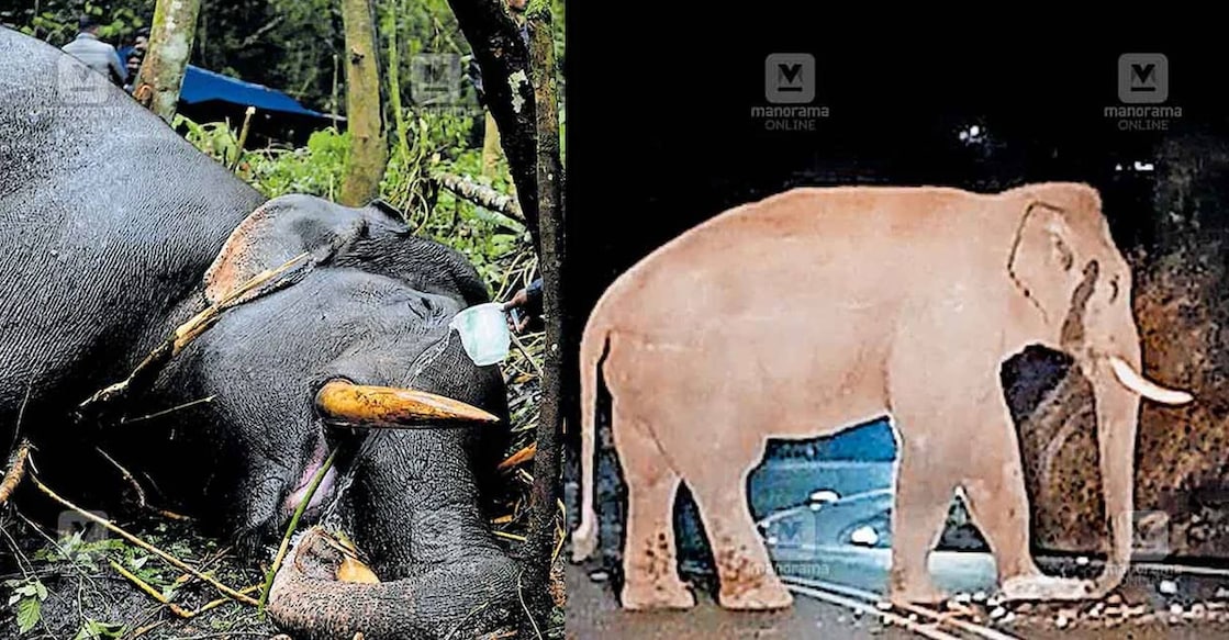 The animal died following a confrontation with another tusker, Chakkakomban, in Chinnakanal. File Photo: Manorama. 