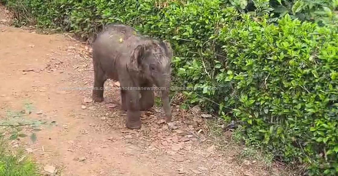 wayanad-calf